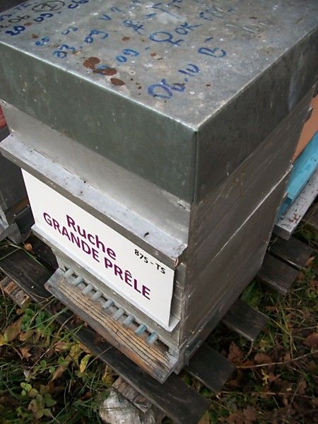 La ruche Grande prêle