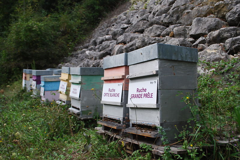 La ruche Grande prêle