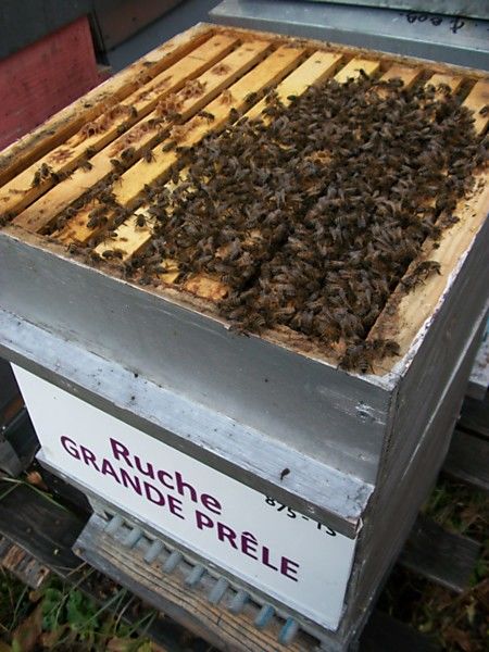 La ruche Grande prêle