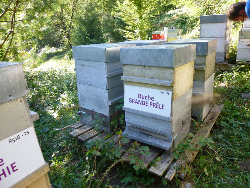 La ruche Grande prêle