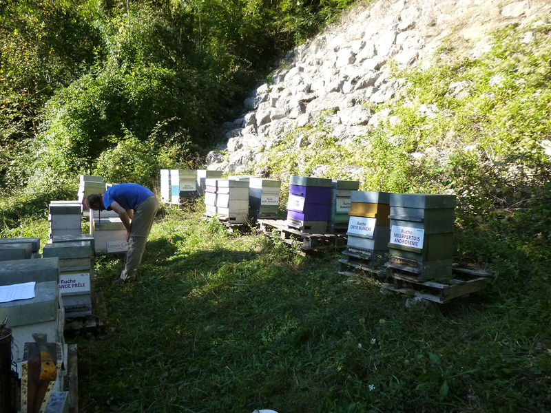 La ruche Grande prêle