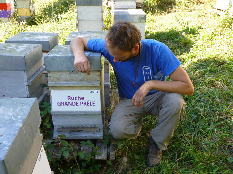 La ruche Grande prêle