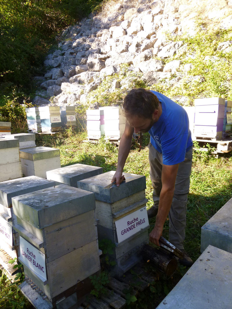 La ruche Grande prêle