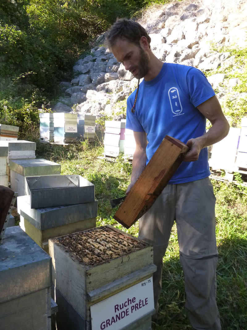 La ruche Grande prêle
