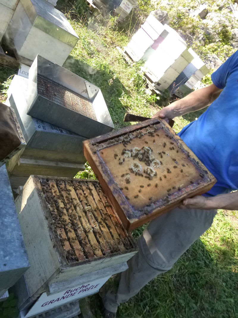 La ruche Grande prêle