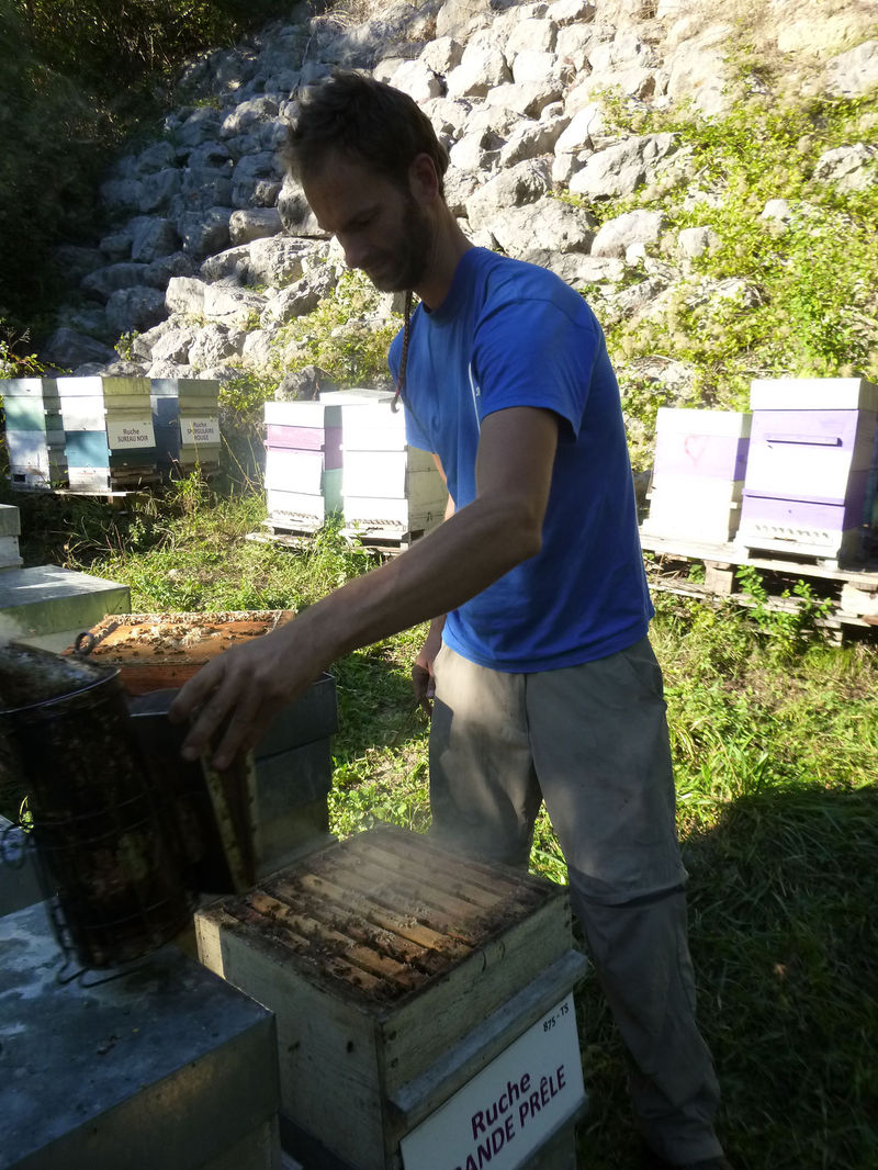 La ruche Grande prêle