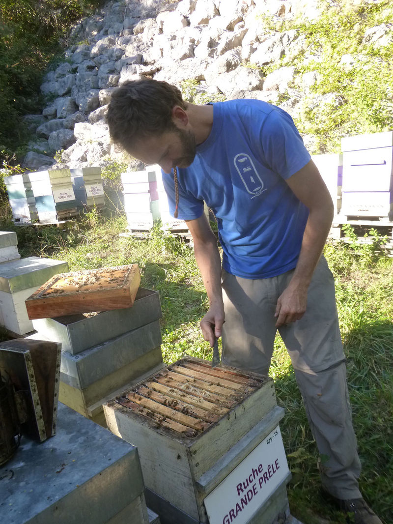 La ruche Grande prêle