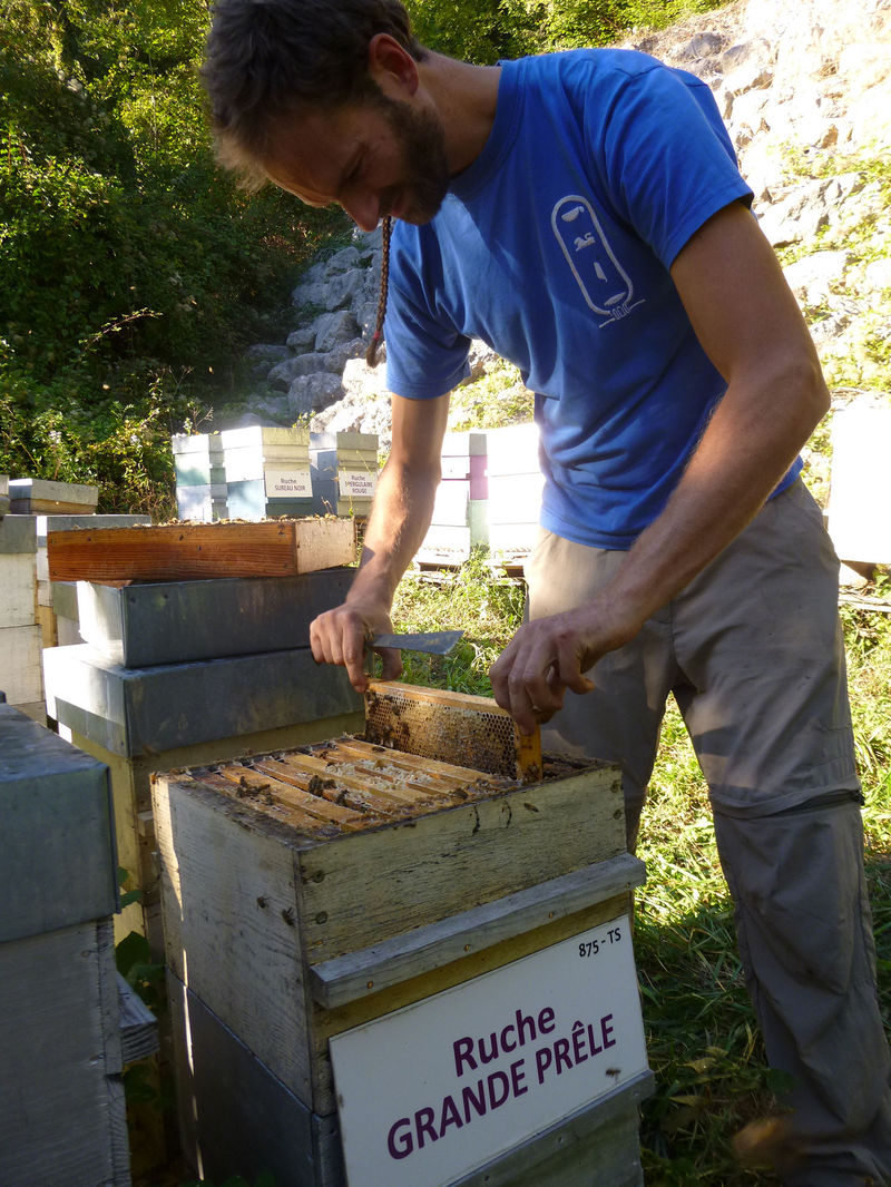 La ruche Grande prêle