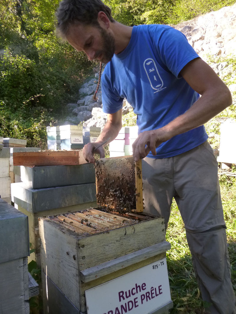 La ruche Grande prêle