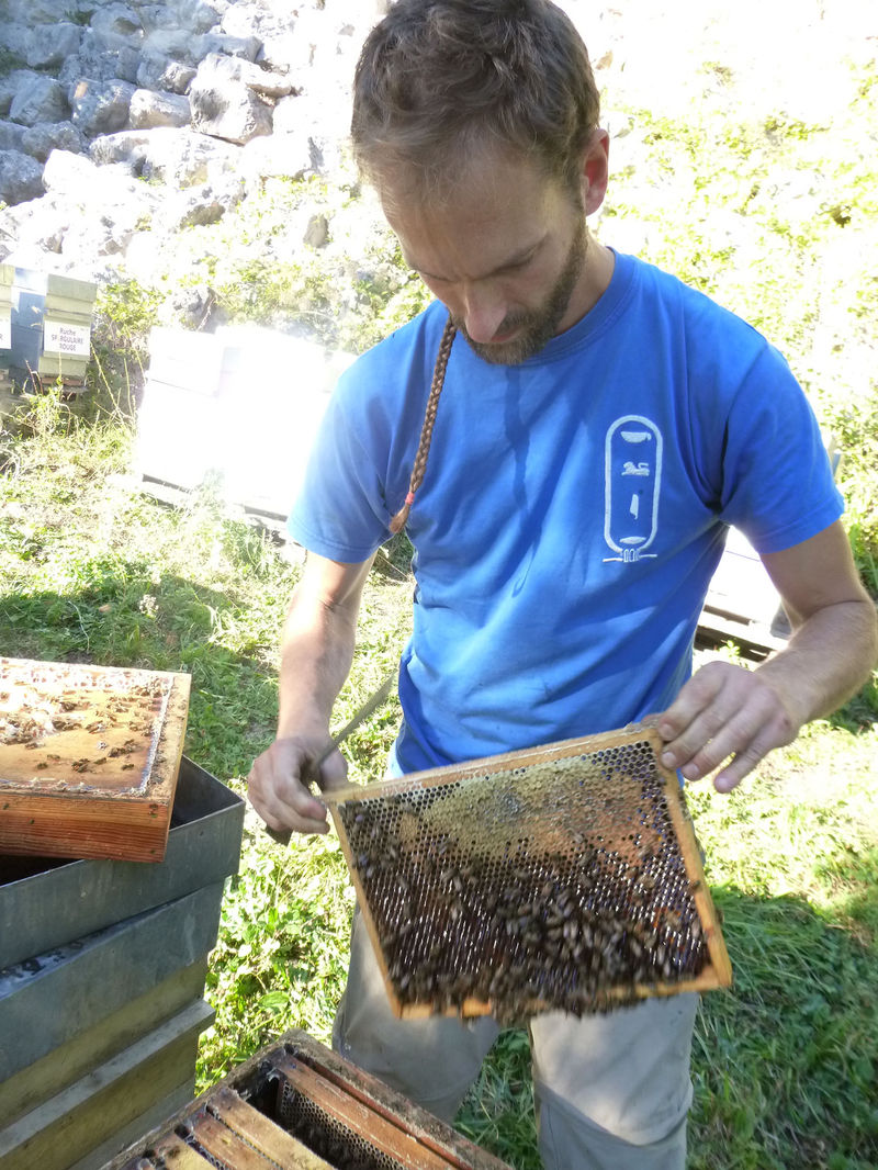La ruche Grande prêle