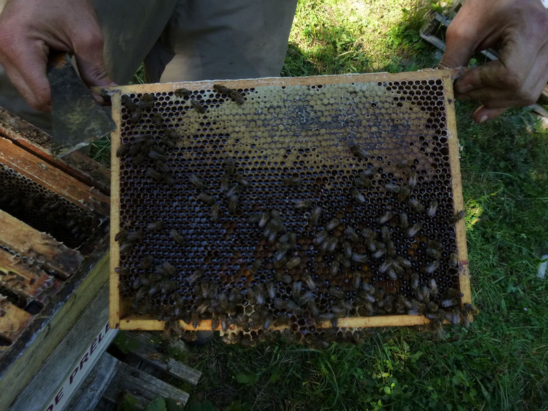 La ruche Grande prêle