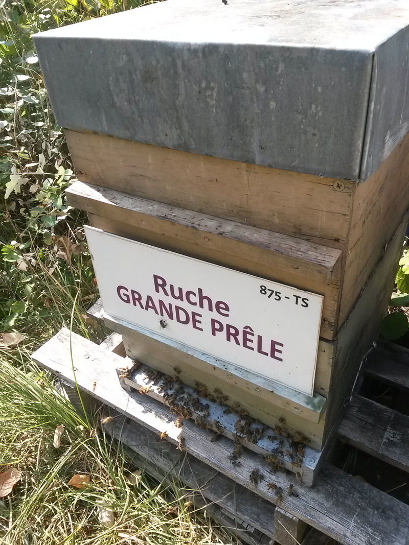 La ruche Grande prêle