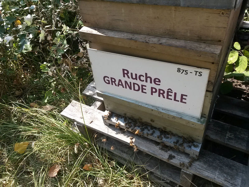 La ruche Grande prêle