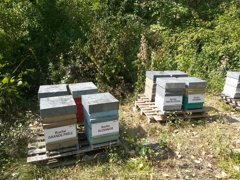 La ruche Grande prêle