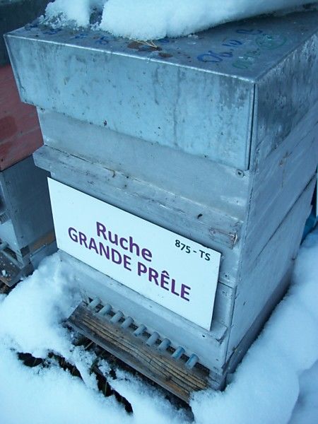 La ruche Grande prêle