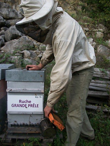 La ruche Grande prêle