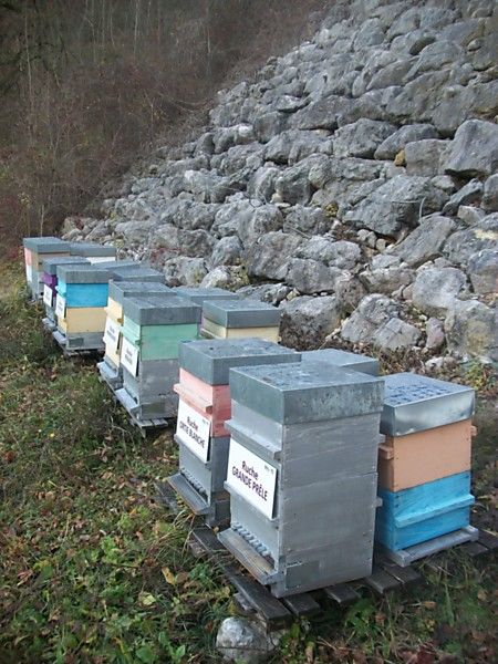 La ruche Grande prêle