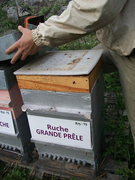 La ruche Grande prêle