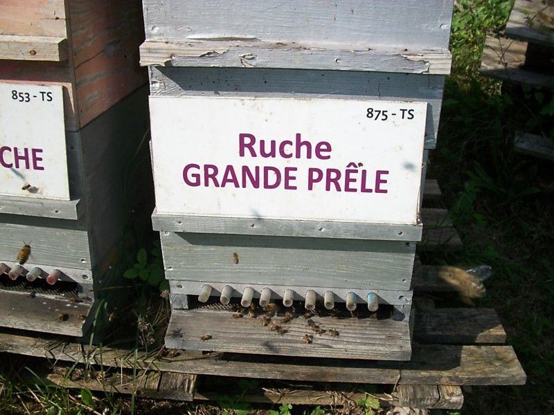 La ruche Grande prêle