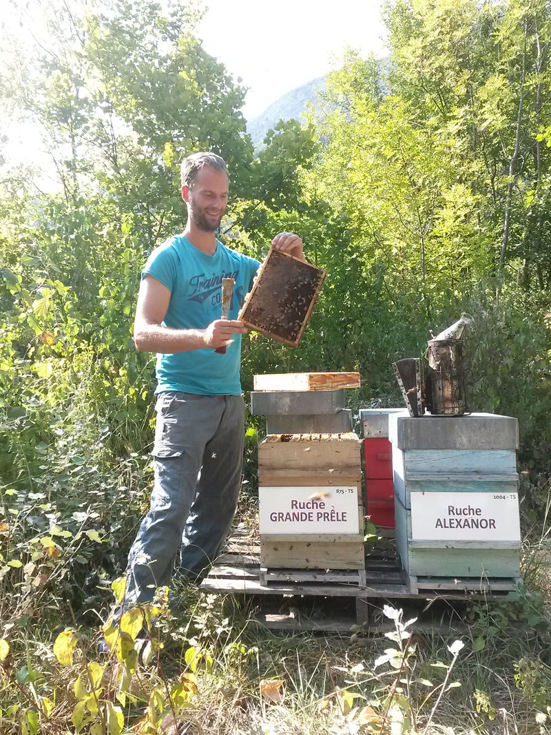 La ruche Grande prêle