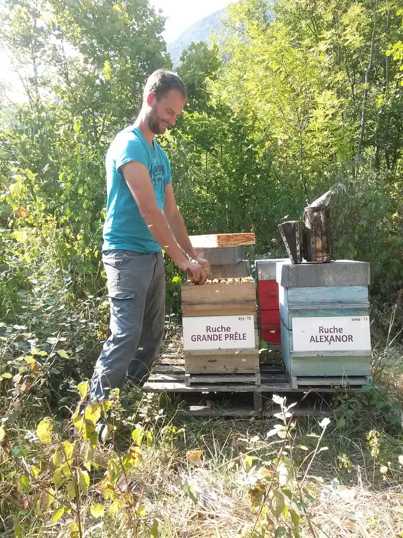 La ruche Grande prêle