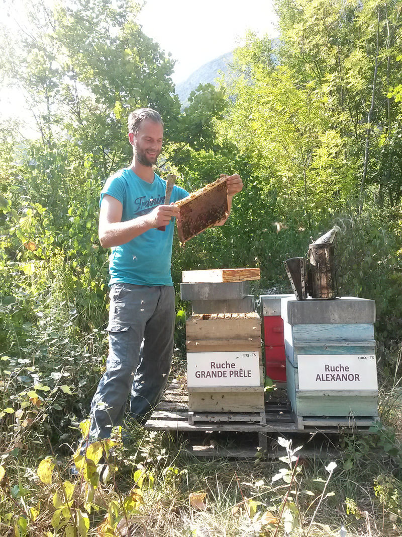 La ruche Grande prêle