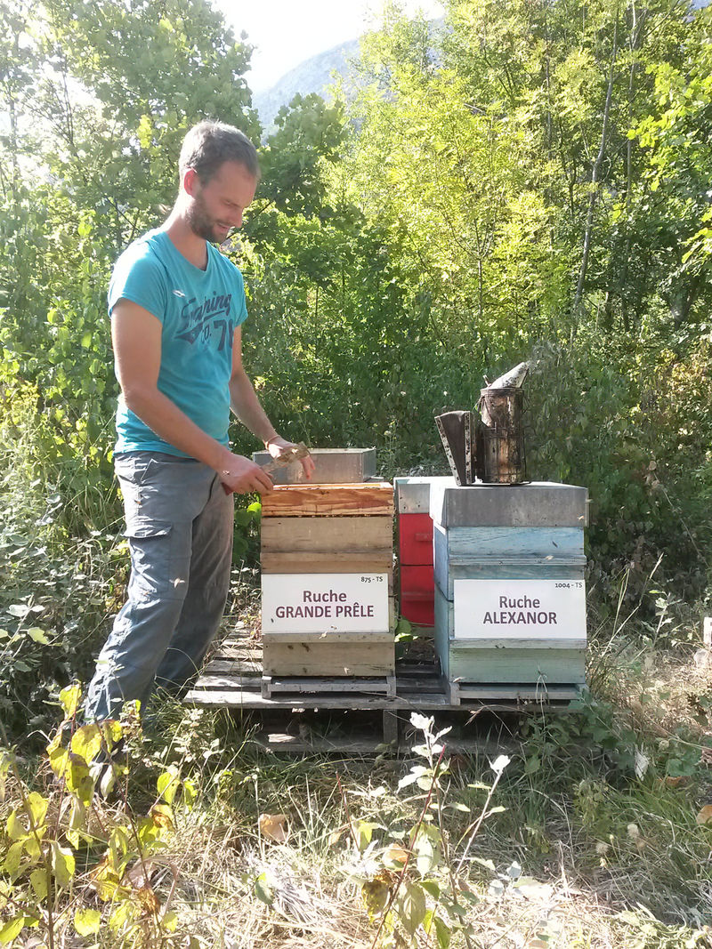 La ruche Grande prêle