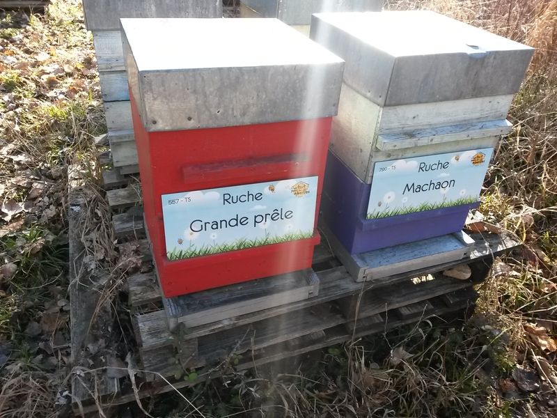 La ruche Grande prêle