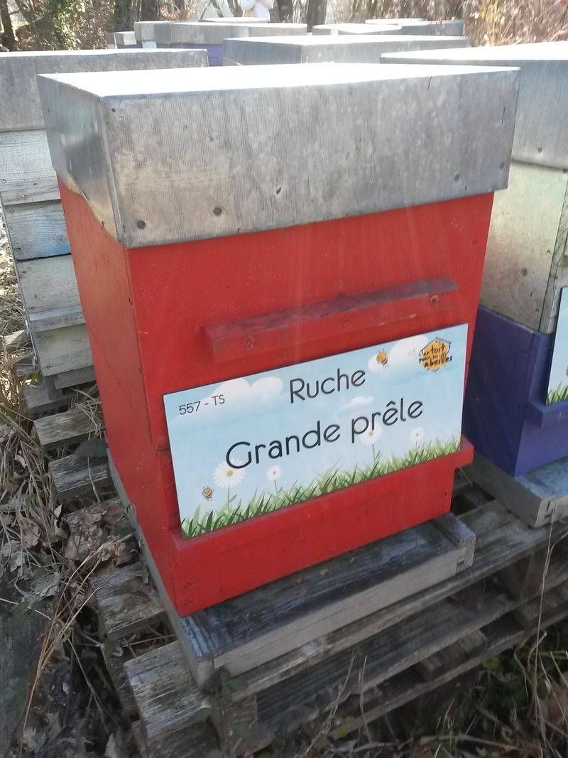 La ruche Grande prêle