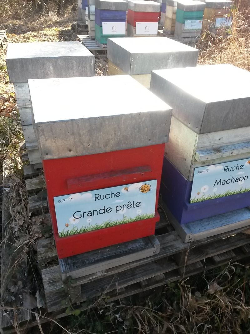 La ruche Grande prêle