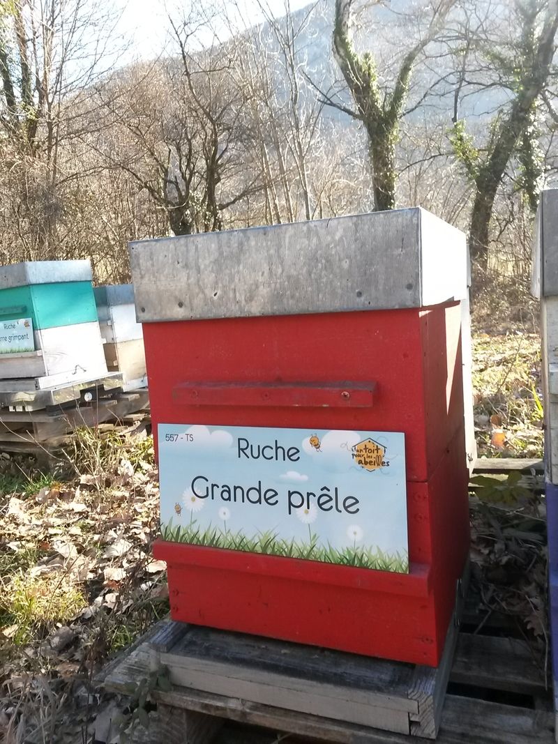 La ruche Grande prêle