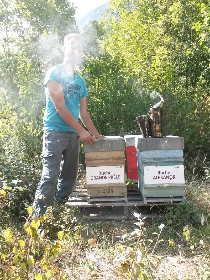 La ruche Grande prêle