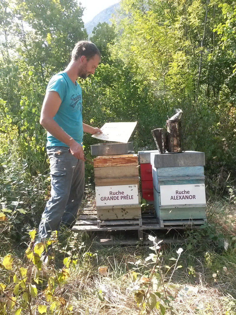 La ruche Grande prêle