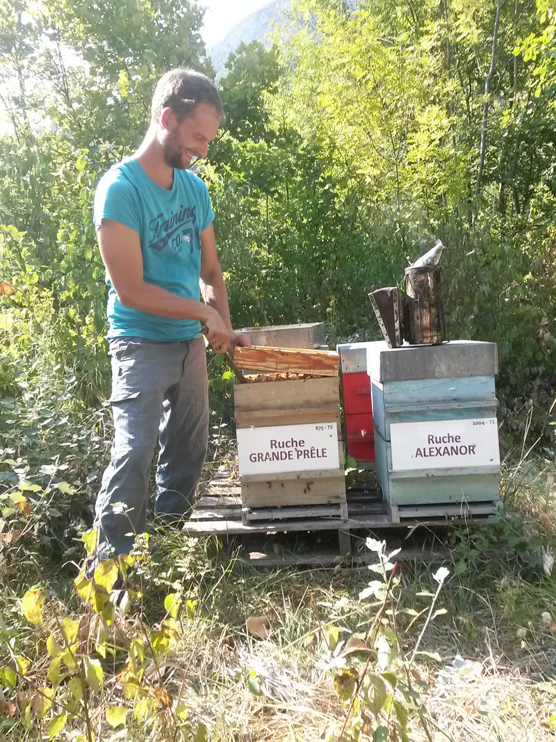 La ruche Grande prêle