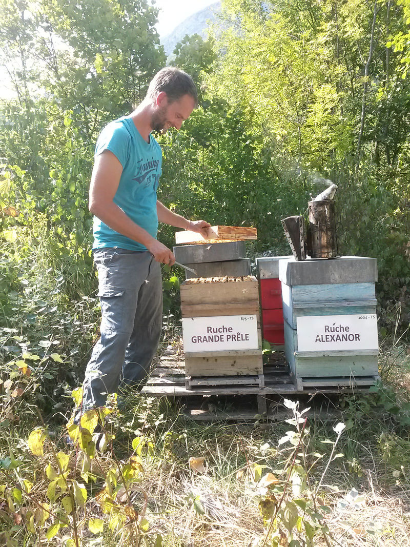 La ruche Grande prêle