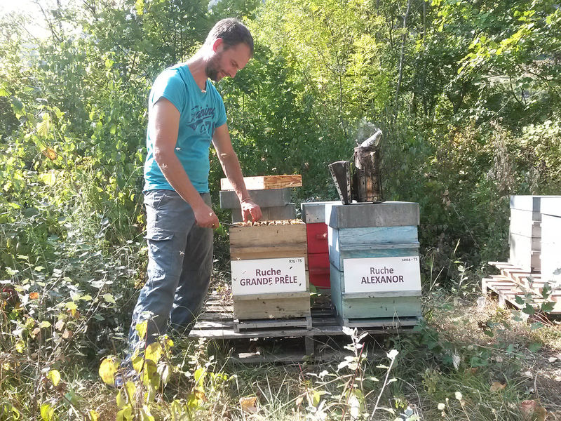 La ruche Grande prêle