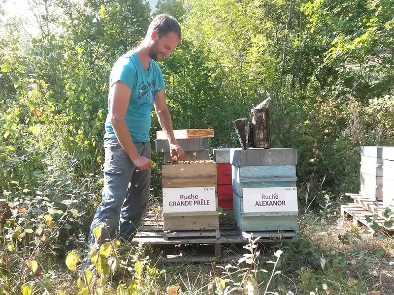 La ruche Grande prêle