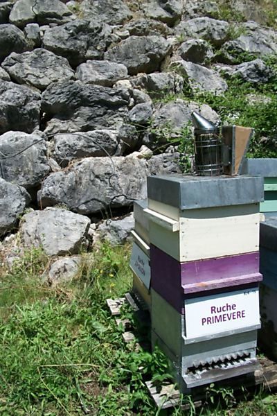 La ruche Primevère