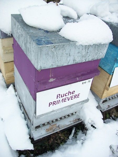 La ruche Primevère