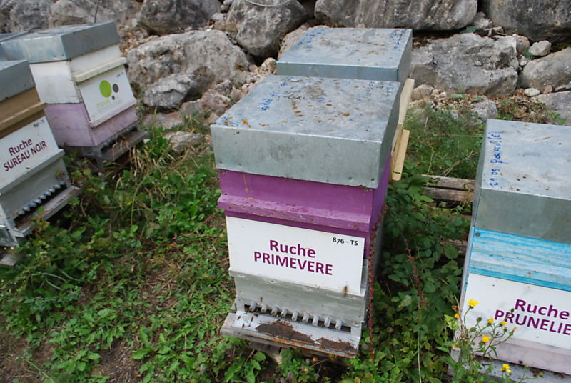 La ruche Primevère