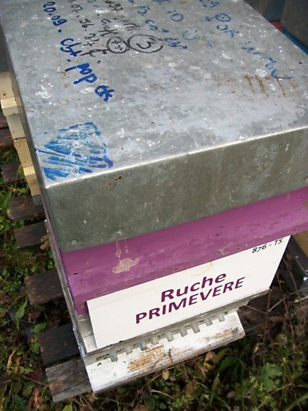 La ruche Primevère