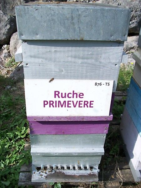 La ruche Primevère
