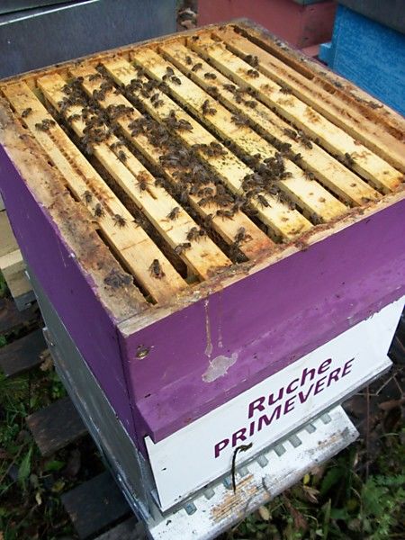 La ruche Primevère