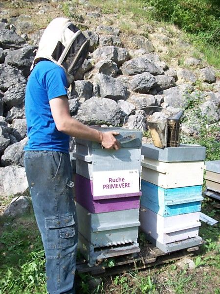 La ruche Primevère