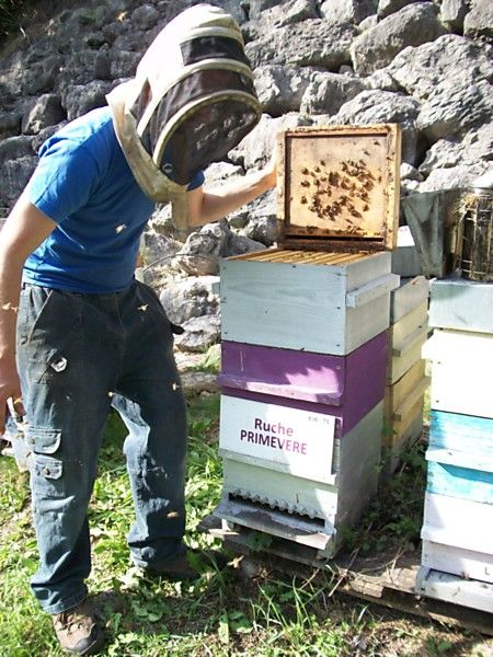 La ruche Primevère