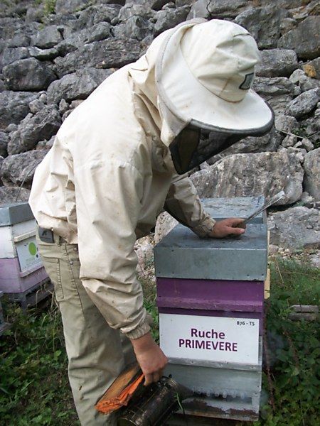 La ruche Primevère