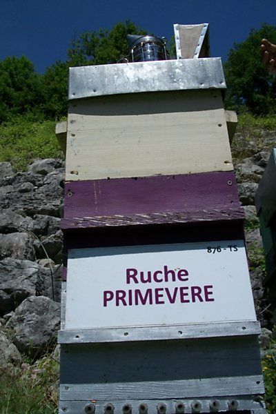 La ruche Primevère