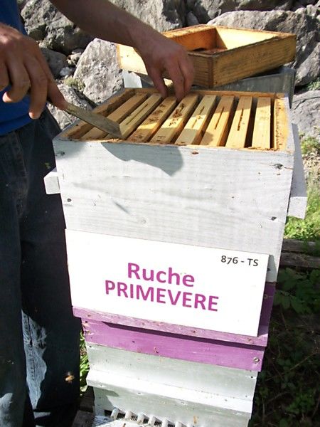 La ruche Primevère