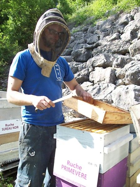La ruche Primevère