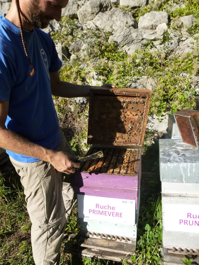 La ruche Primevère